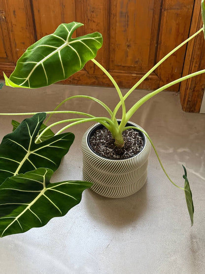 Flowerpot for indoor plants Ondas