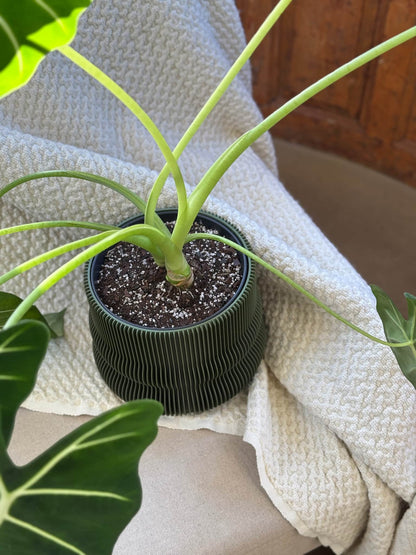 Aire indoor plant pot