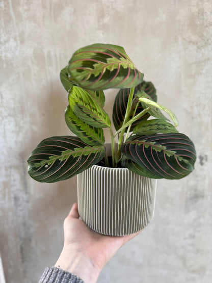 Flowerpot for indoor plants Leve
