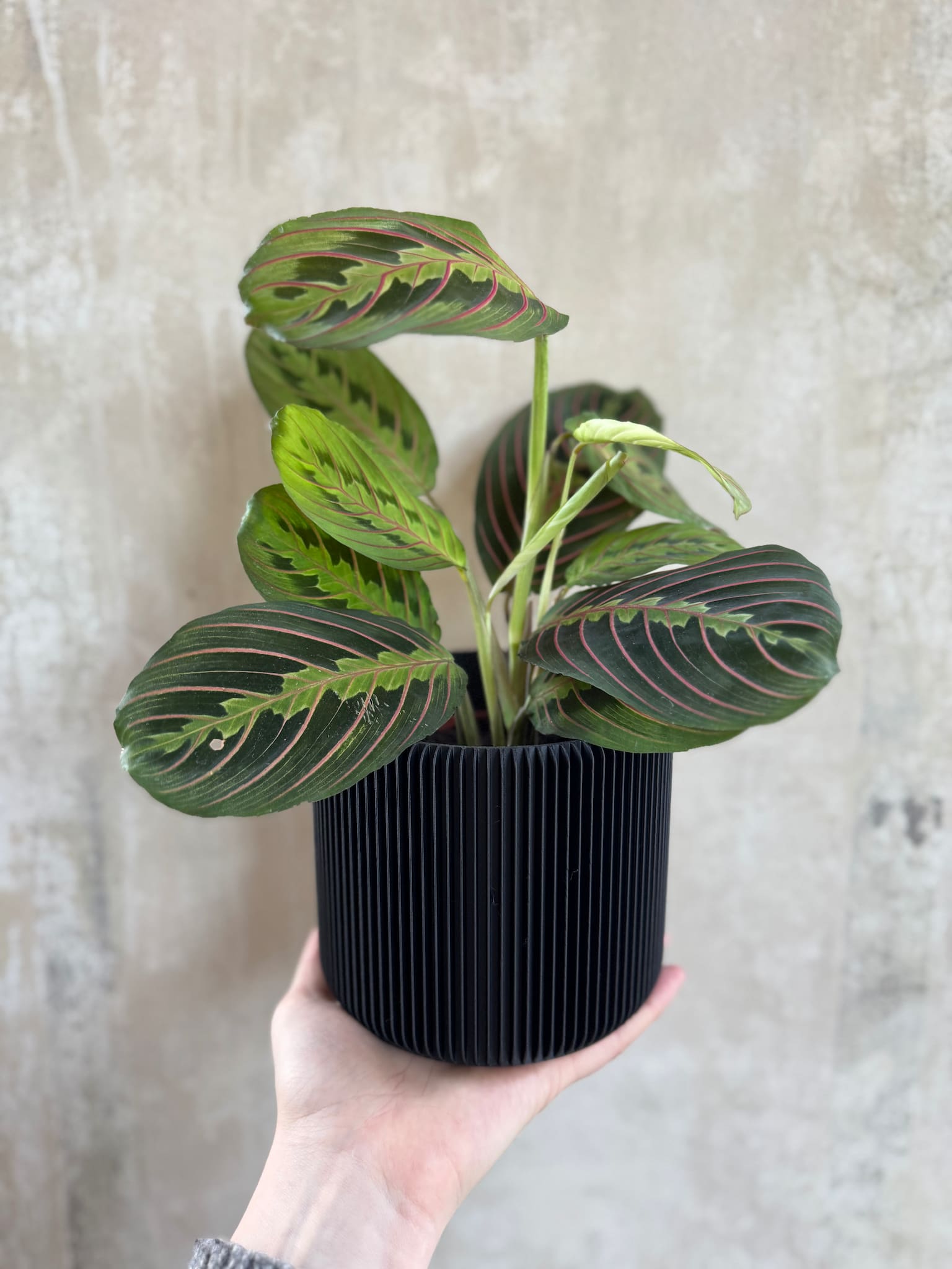 Flowerpot for indoor plants Leve